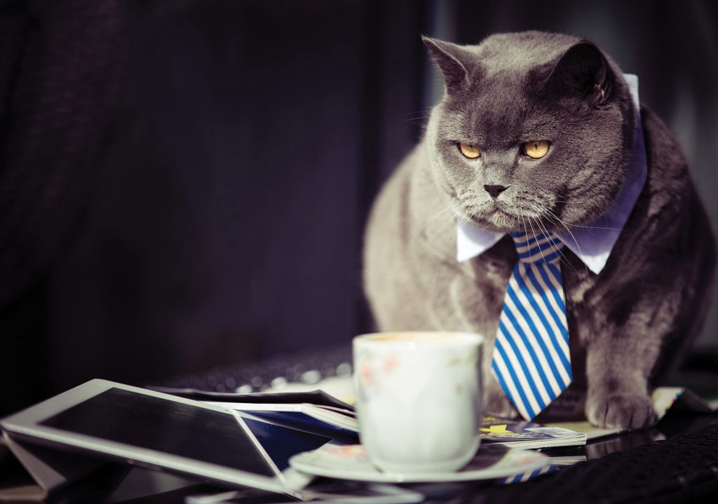 Why Do You Need A Micro Niche Affiliate Marketing Website? - micro niche pets cats micro niche - Why Do You Need A Micro Niche Affiliate Marketing Website?
