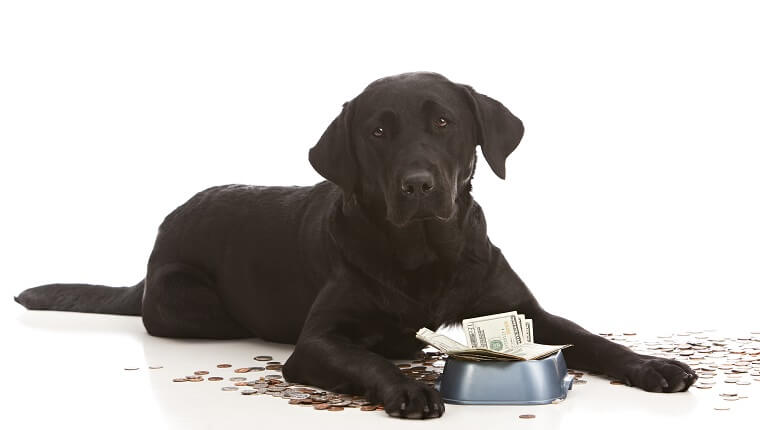 Adorable black lab puppy by her food dish filled with money. Isolated on white with room for your text