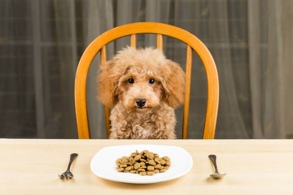 Why Do You Need A Micro Niche Affiliate Marketing Website? - micro niche Pets dogs micro niche - Why Do You Need A Micro Niche Affiliate Marketing Website?