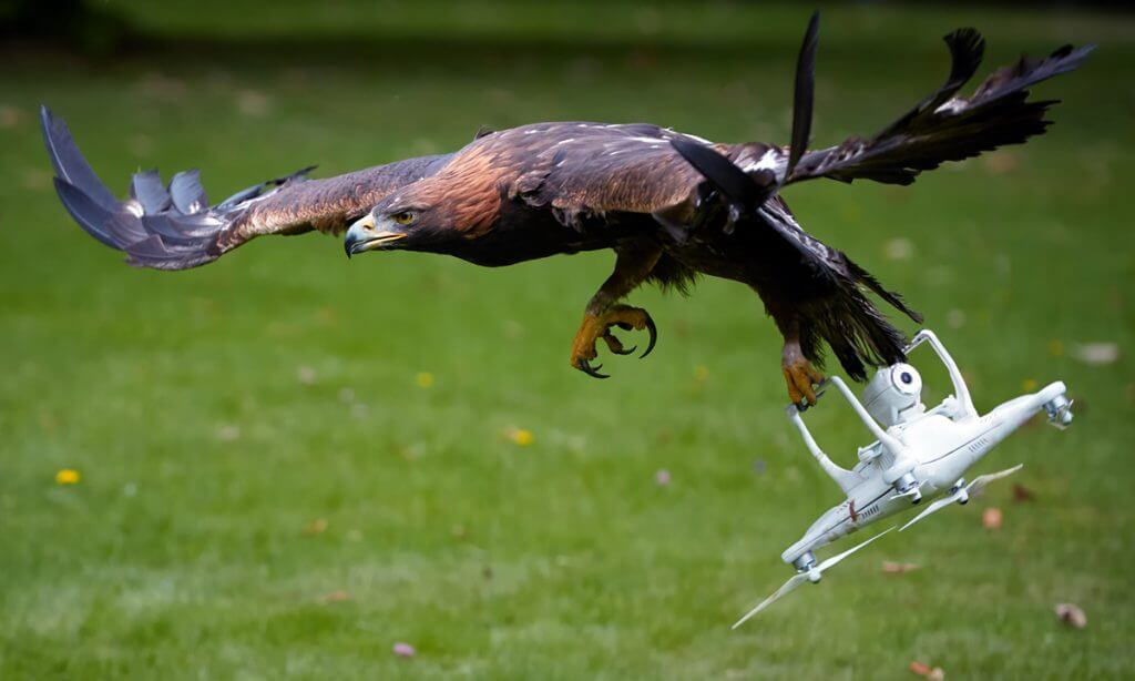 eagle carrying a drone